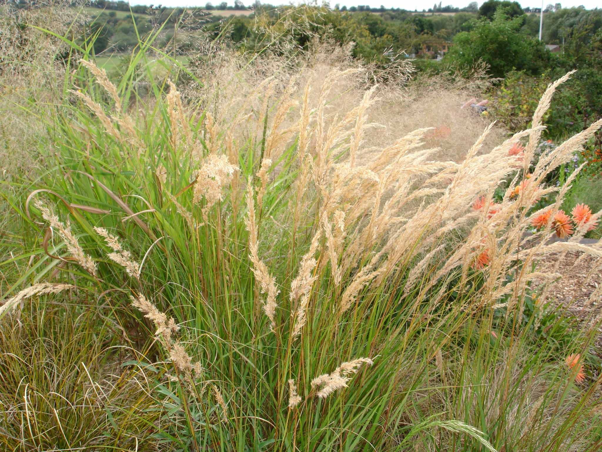 Calamagrostis brachytricha stipa "autumn feather reed grass", zone 4